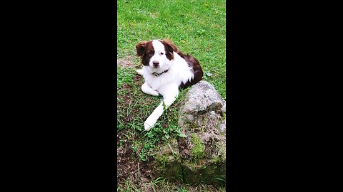 Tiny the Mini American Shepherd