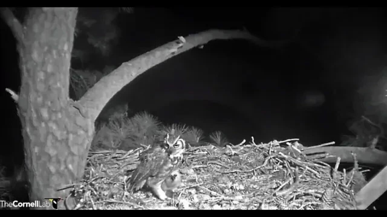 Breakfast Interrupted When Mom Hears a Barred Owl 🦉 3/8/22 05:47