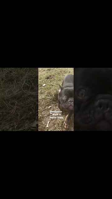 French Bulldog #bubba #dog #dogs #doglover #frenchbulldog #puppy #puppies