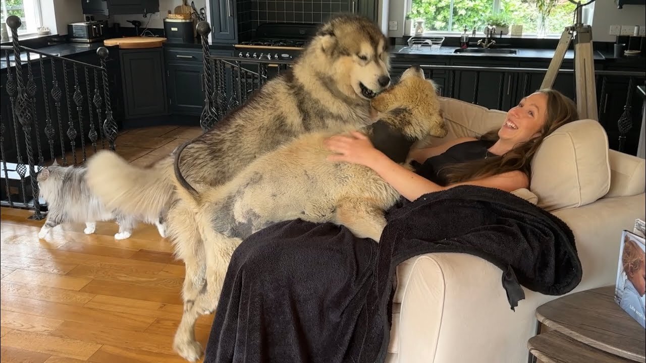 Phil The Emotional Dog Reunited With Best Friend! (Cutest Ever!!)