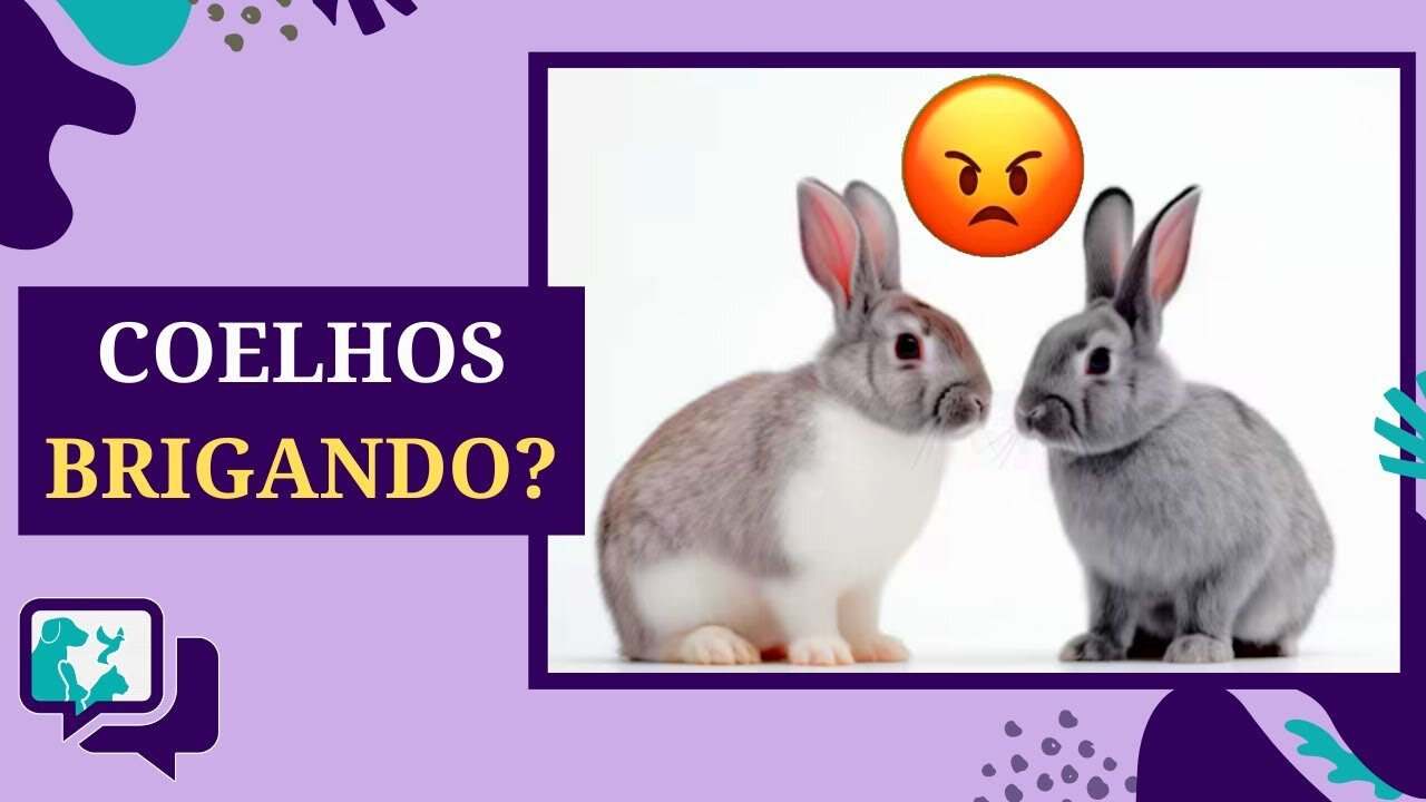 Coelhos Brigando de Repente? Entenda as Razões e Saiba o que Fazer