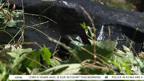 Drought causing urban farm to lose thousands