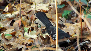 Spotted Towhee