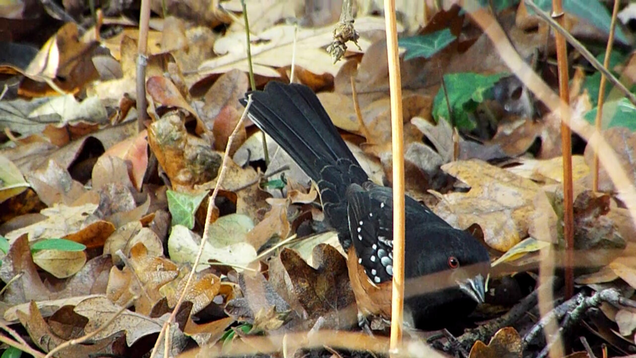 Spotted Towhee