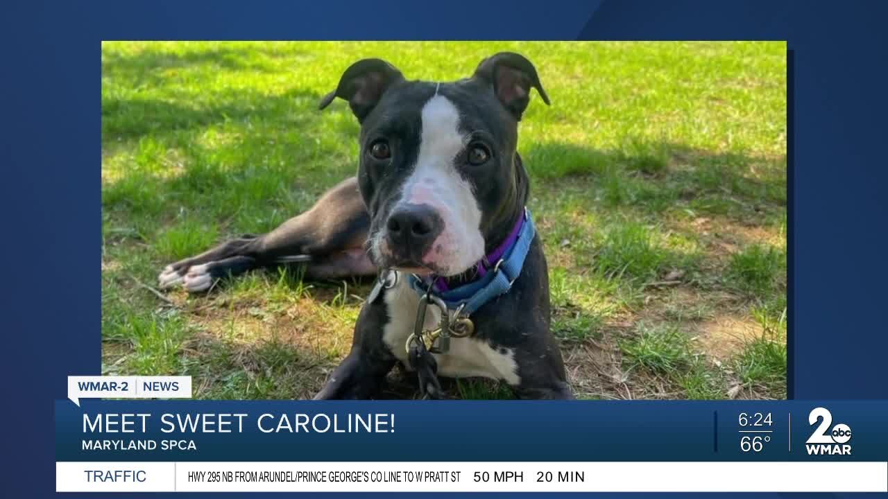 Sweet Caroline the dog is up for adoption at the Maryland SPCA