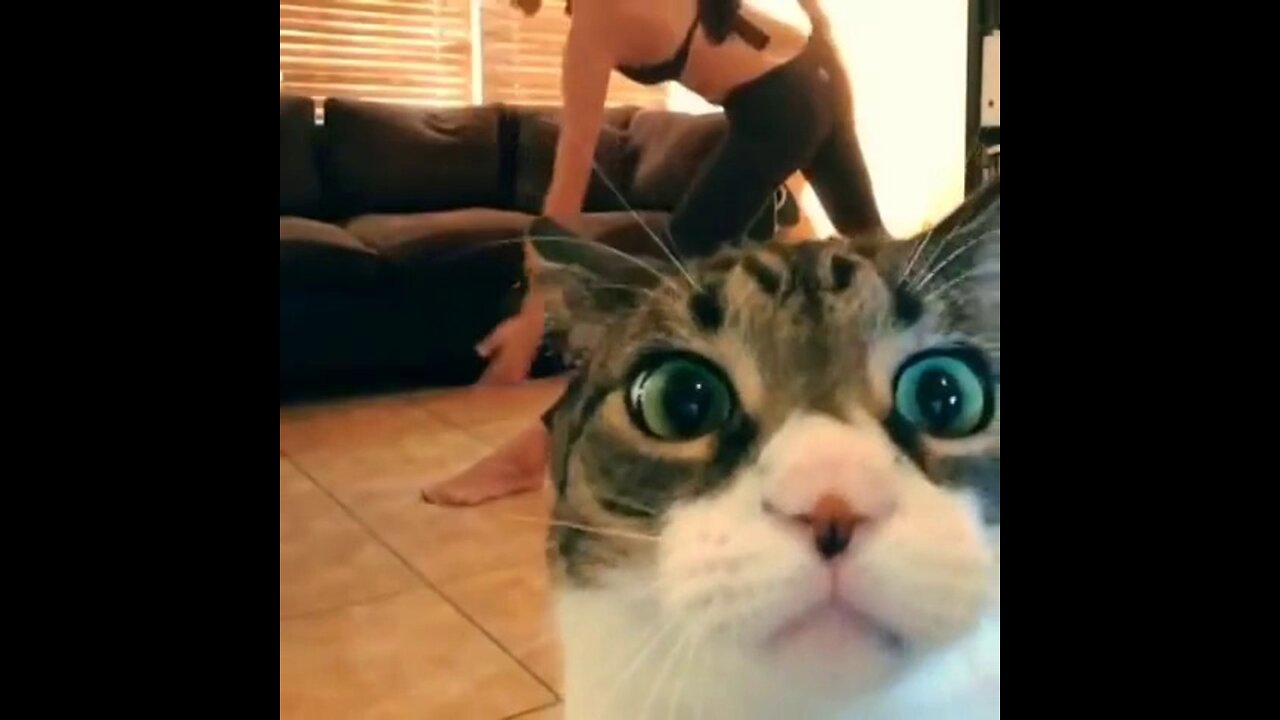 Cute cat Wanted Attention....Funny cat Videobomb