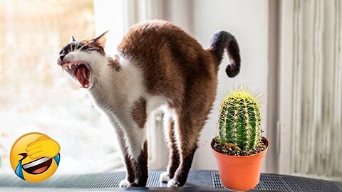 Best Funny Animal Videos Ever! 😂