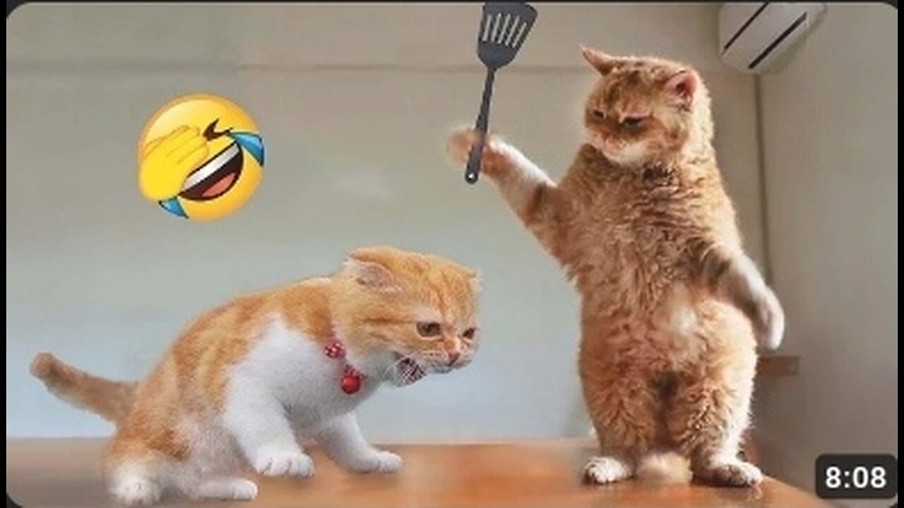 Funniest Animals 2023 π Funny Cats and Dogs Videos πΊπΆ Part 1