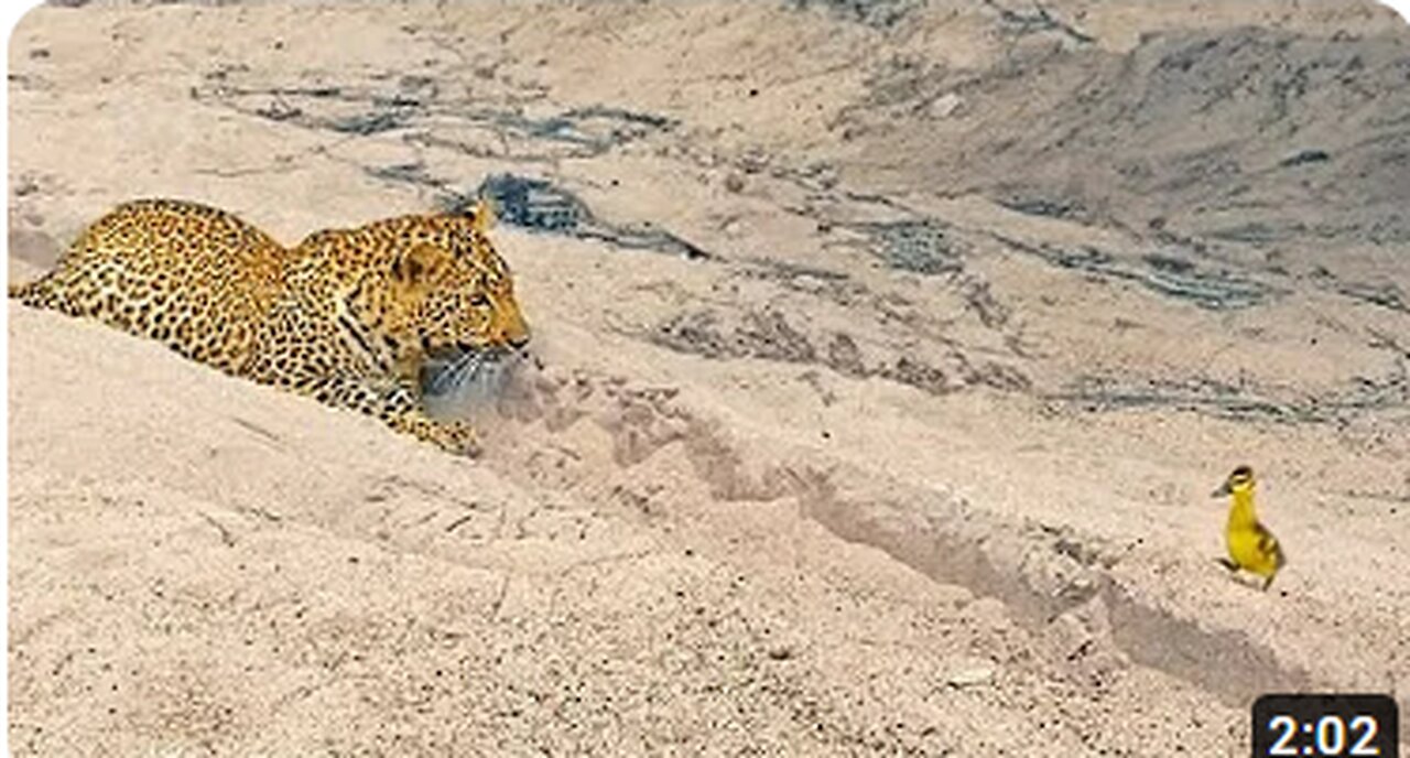 Innocent Baby Bird Walks up to Leopard - Crazy Ending