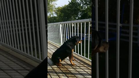 Rottweiler What's That?!😂 #rottweiler #shorts