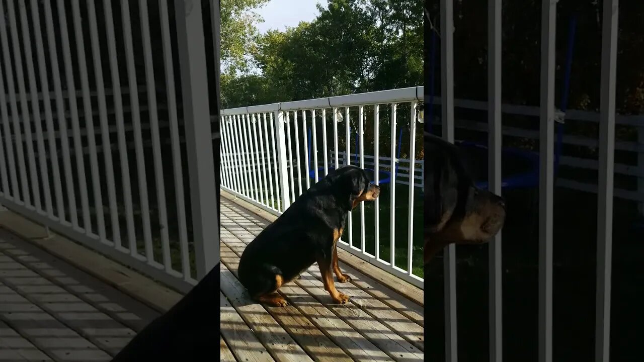 Rottweiler What's That?!😂 #rottweiler #shorts