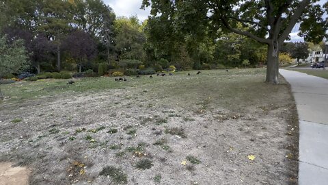 Rafter of Wild Turkeys At Lunch …