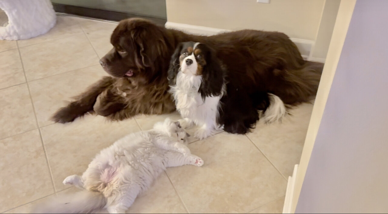 Newfy, Cav, and Ragdoll are three unlikely best friends