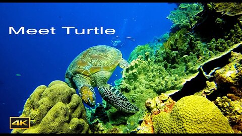 Meet Turtle