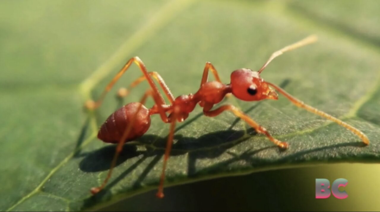 Invasion of fire ants "raining down" on Hawaii amid warnings to people and pets