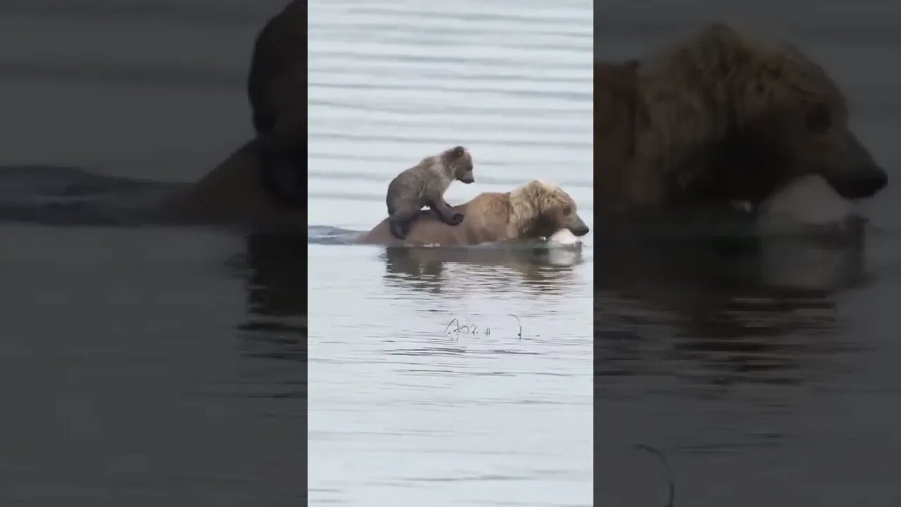 ursinho pegando uma carona 🤣🤣