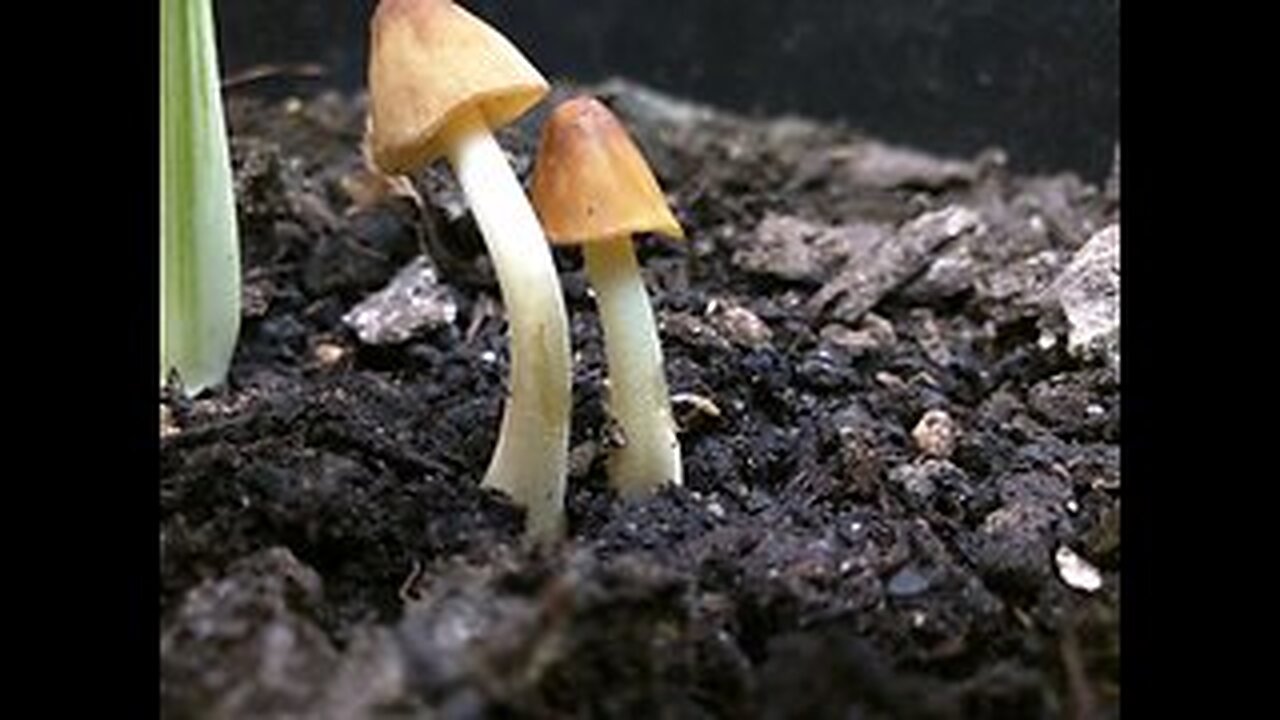 LBM spore print microscope 400x Plan