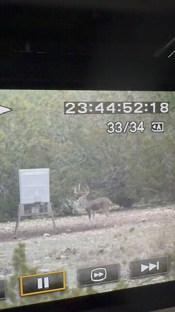 Biggest deer goes down