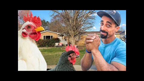 I'm SORRY | Apologizing to my neighbor for my CHICKEN Problem