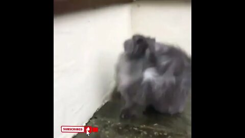 cute cat videos 😹 funny videos 😂1542