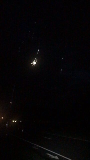 The Spider Lives on - saving us all from billyhates mosquitoes 🦟