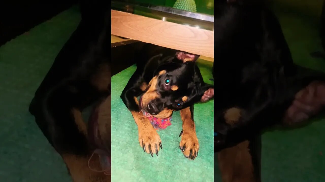 Cute Funny Rottweiler! 🐶 #shorts #short #viral #youtube #like