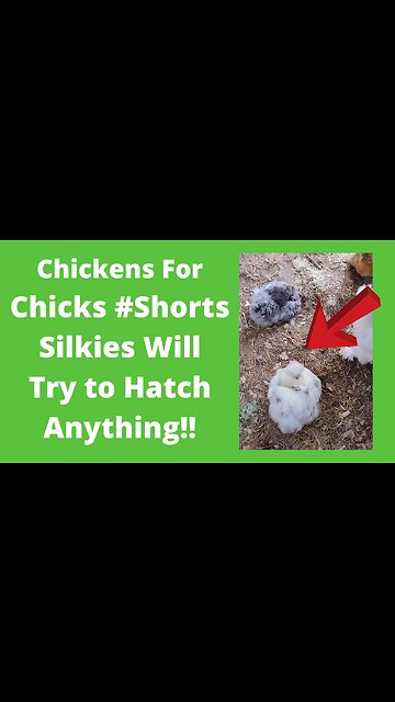 Broody Silkie Hen #Shorts