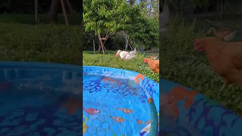 #simplelife #peaceful #chickens #homesteading #homestead