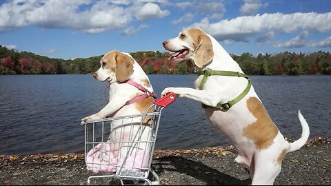 Dogs' Epic Shopping Cart Voyage: Funny Dogs Maymo & Penny