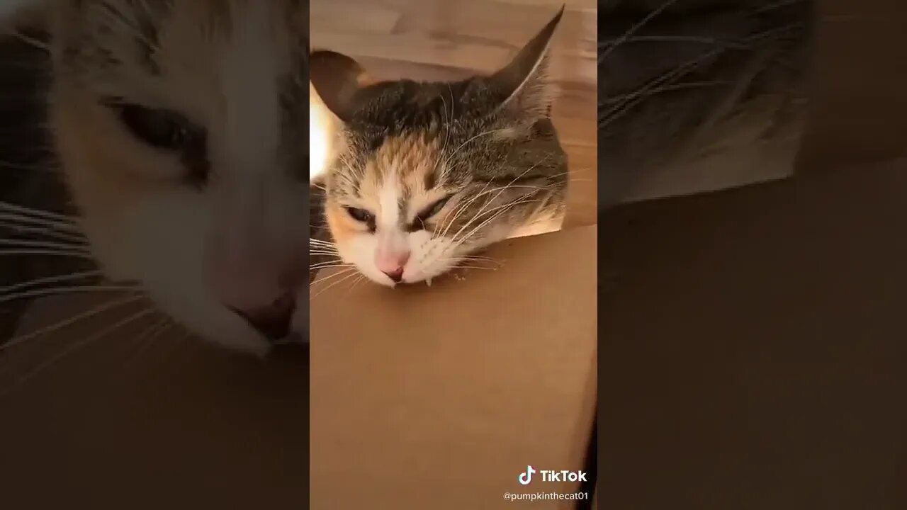 Cat Can’t Stop Biting Cardboard I TikTok