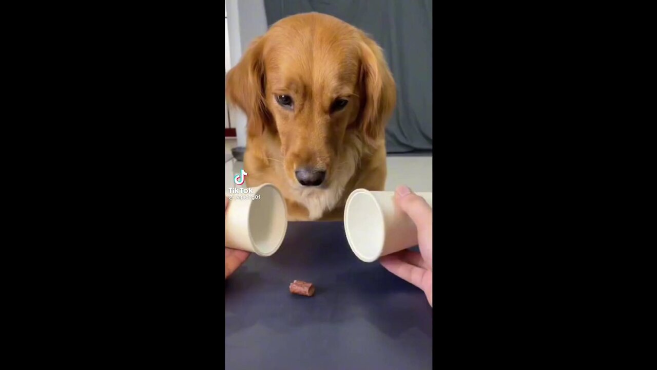 Dog trays to figure out magic trick