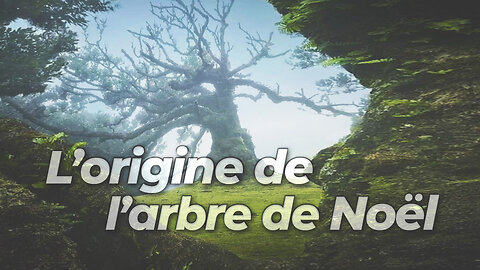 L'arbre de Noël | Joyeux Noël de malibertv.tv