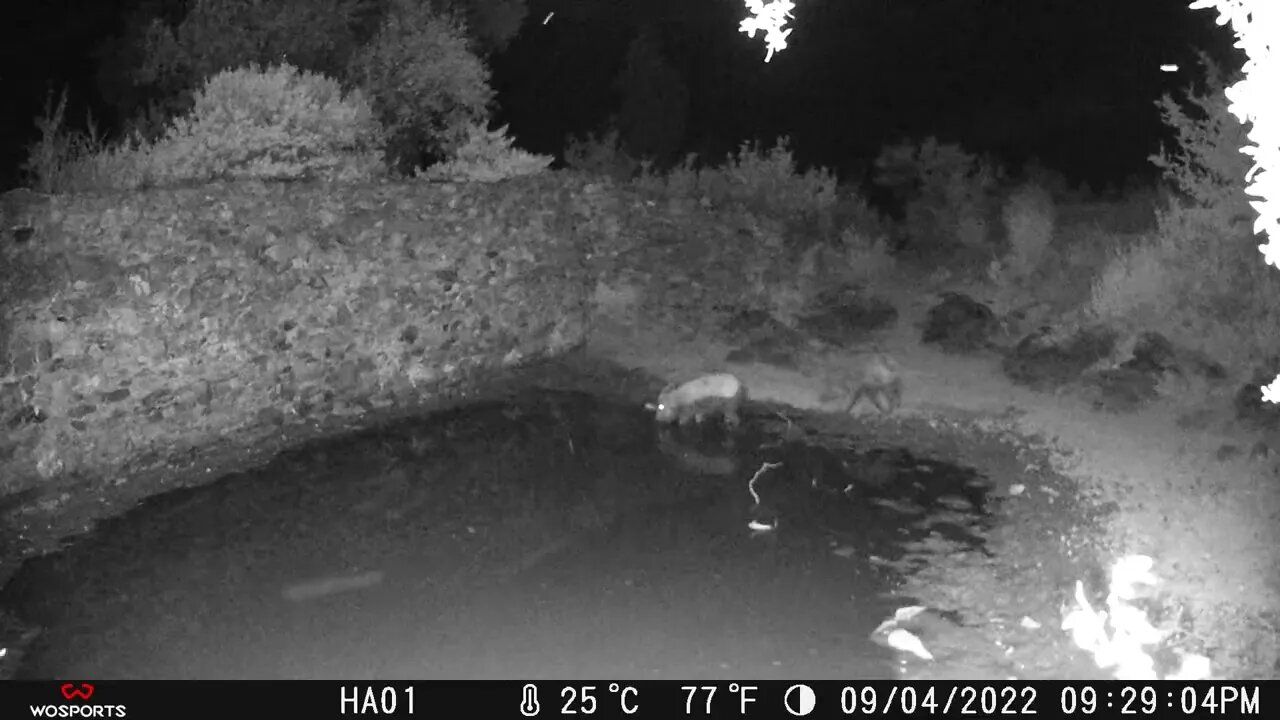 Wild Boar Mud Bath Caught in Trail Camera #TrailCamera #MudBath #CameraTrap #NightVideo