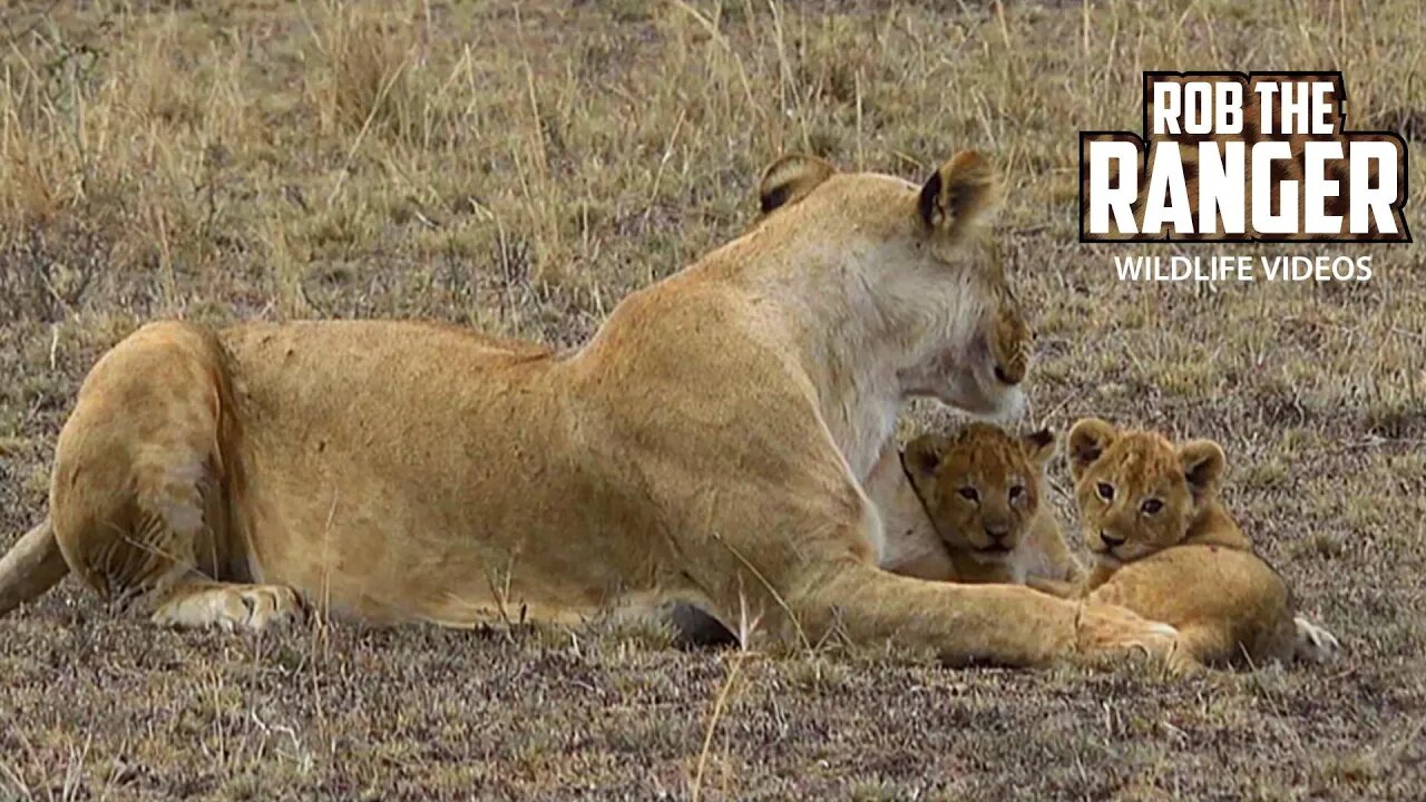 Very Cute Lion Cubs | Maasai Mara Safari | Zebra Plains