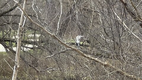 Brown Heron on a branch