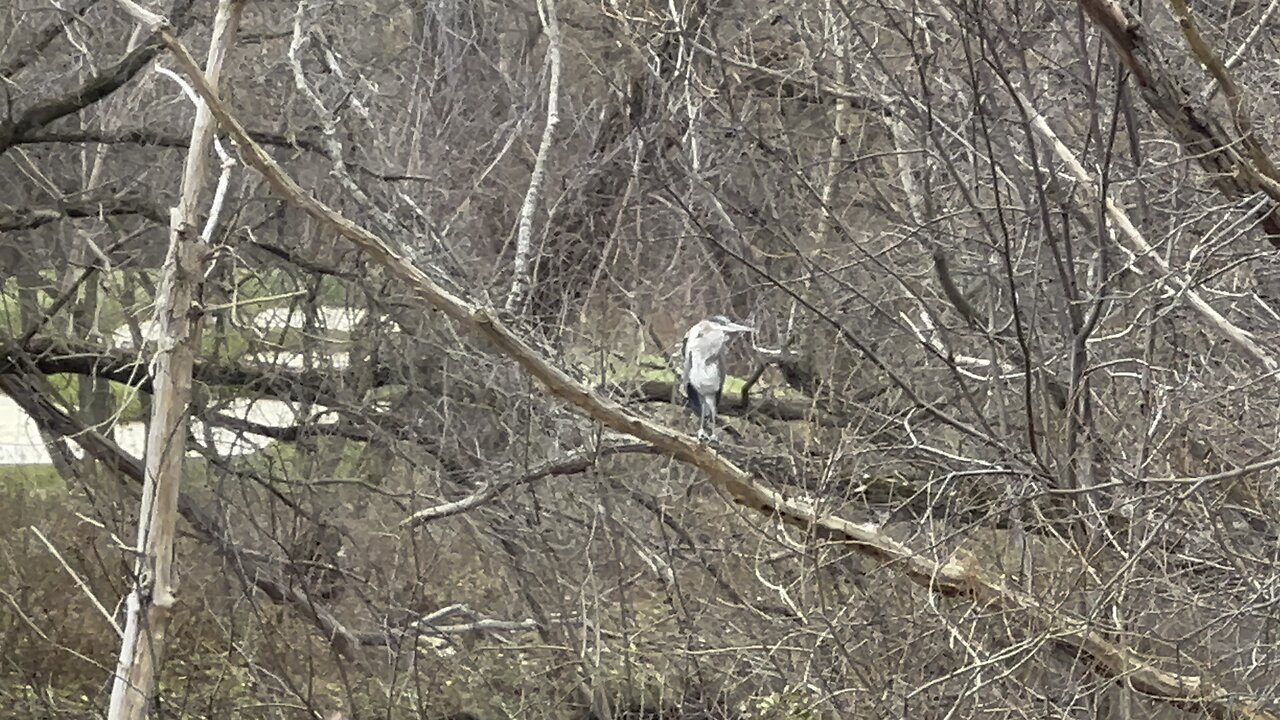 Brown Heron on a branch