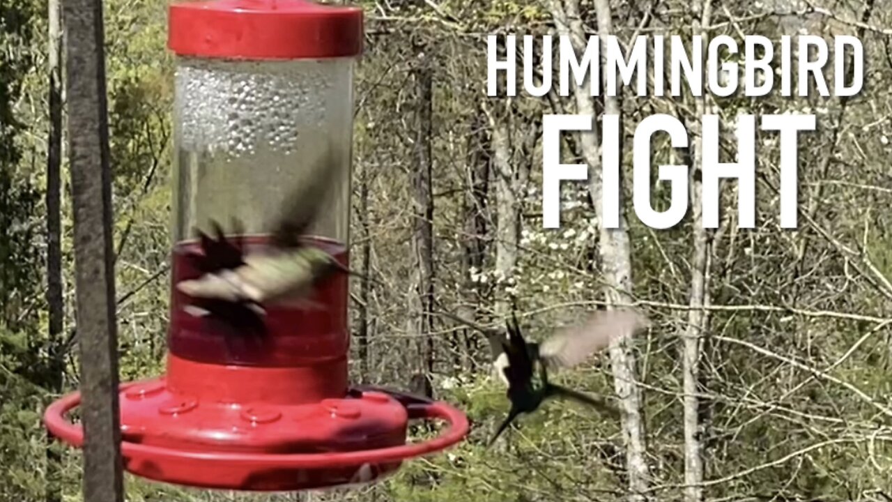 Hummingbird Fight