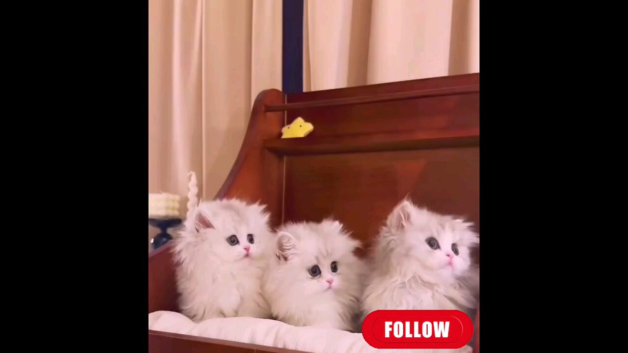 Super cute baby kitten's trending video 😻🙀