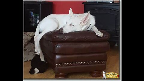 Ghost of German Shepherd seen at WW2 Post