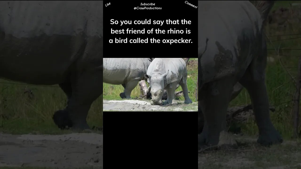 Rhinos and oxpeckers #rhino #shorts