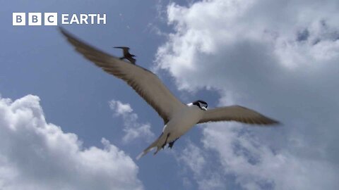 What Do These Birds and Coconuts Have In Common? | South Pacific | BBC Earth