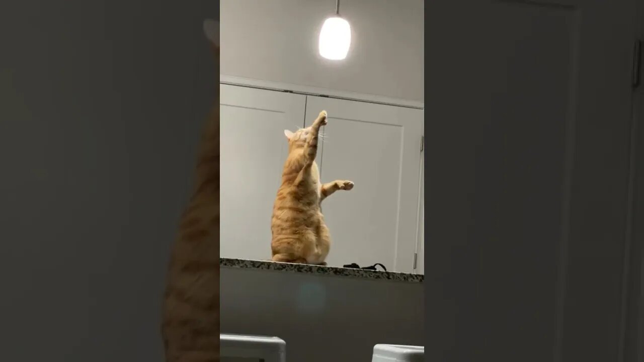 High on Catnip, try to catch