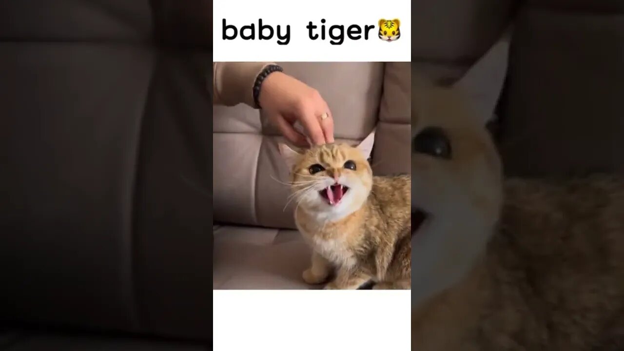 🐯