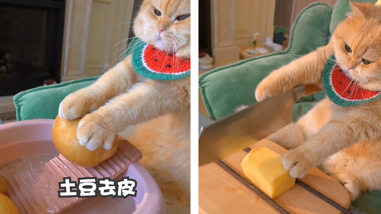 The cat make us patato chicken.