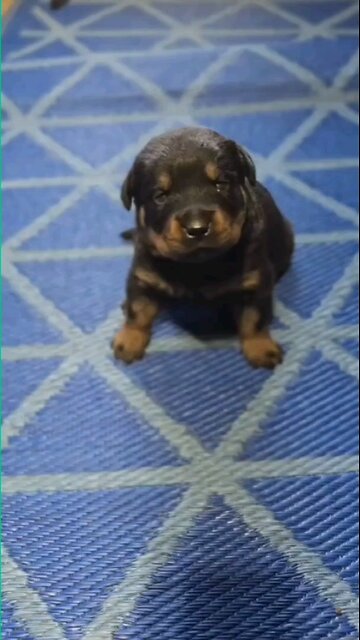 female baby pup 🐶