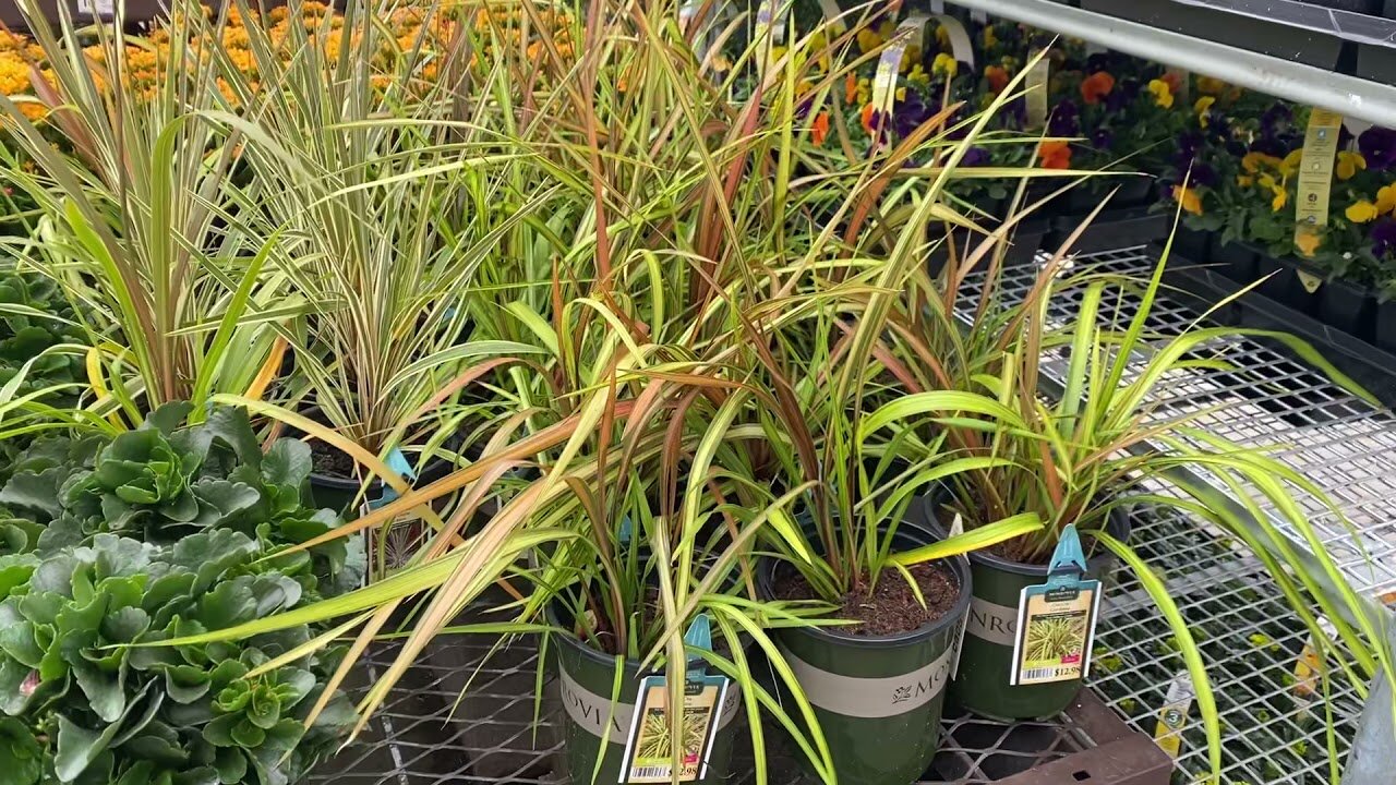 Cordylines at Lowes