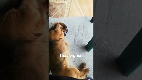When you listen to your favorite song-Blackpink-how you like that🐕I just went crazy🐕 #shorts