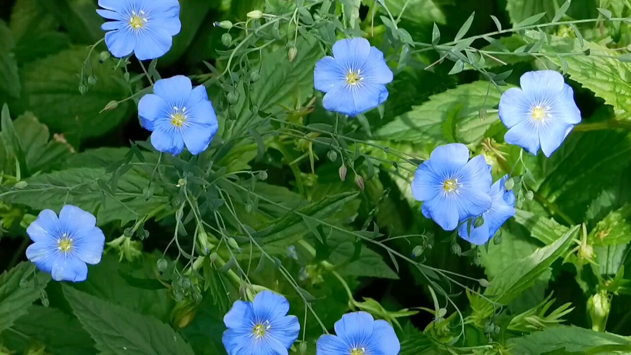 "Flax Flower: A Delicate Bloom of Beauty and Purpose"