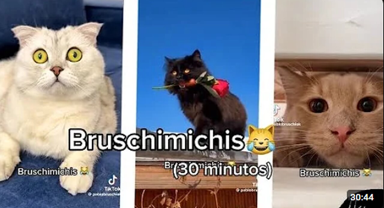 BRUSCHIMICHIS😹💗 30 minutos de risa🐈💕! // #bruschimichis #humor