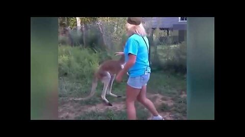 Man fights kangaroo Compilation Best Funny Videos